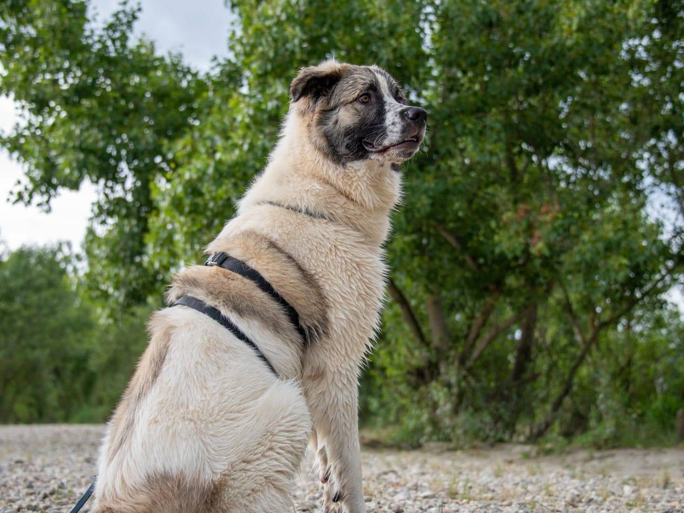 Vuoi adottare un cane a Milano?