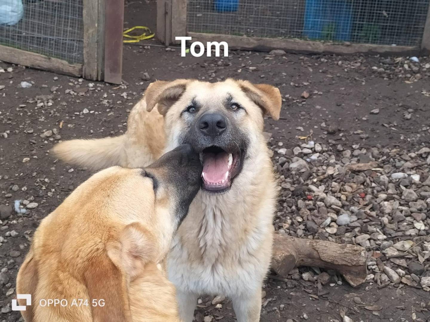 Adotta un cane, maschio, 1 anno e 2 mesi , Como