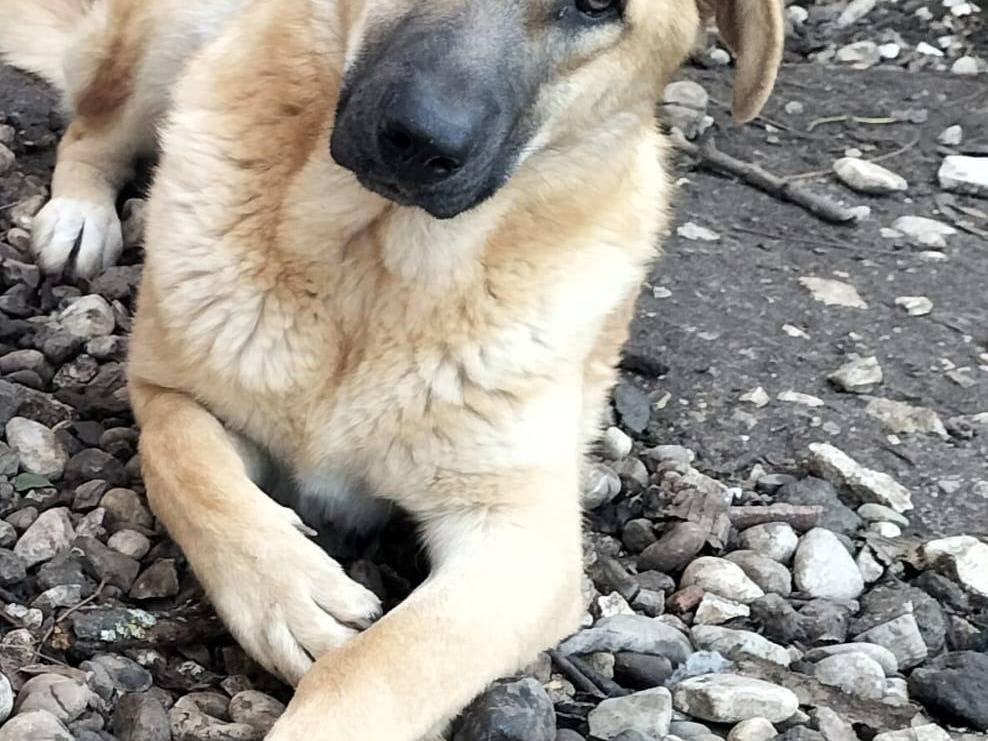 Vuoi adottare un cane a Como?