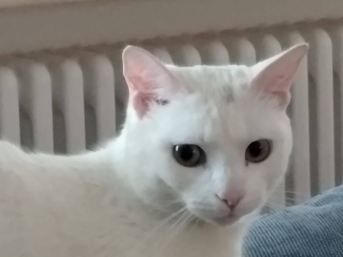 Foto dell'animale