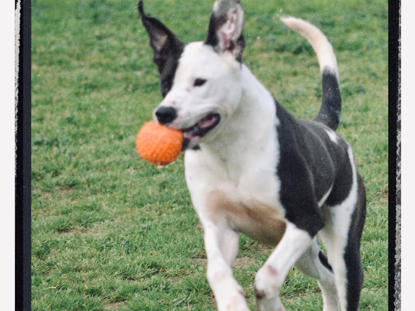 Adotta un cane, maschio, 2 anni  e 10 mesi , Roma