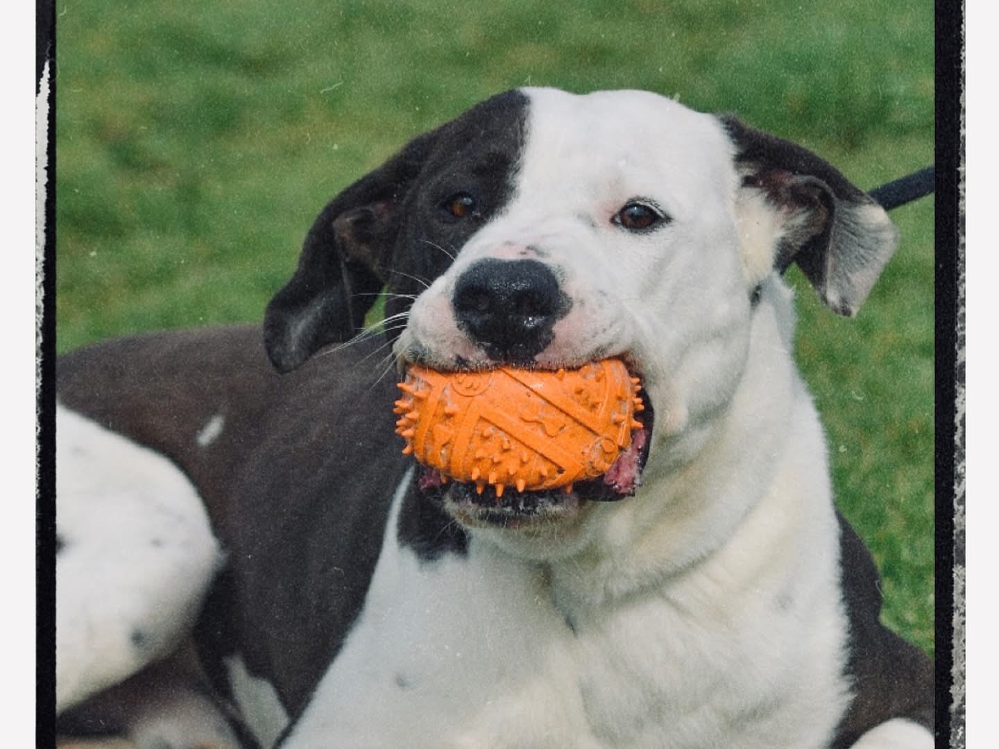 Adotta un cane, taglia media, maschio, Roma