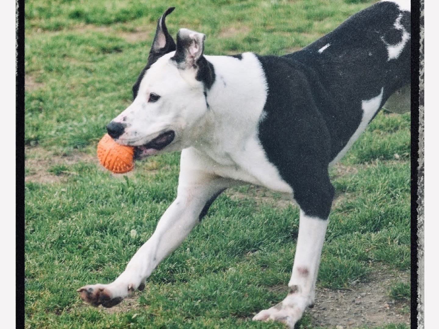 Vuoi adottare un cane a Roma?