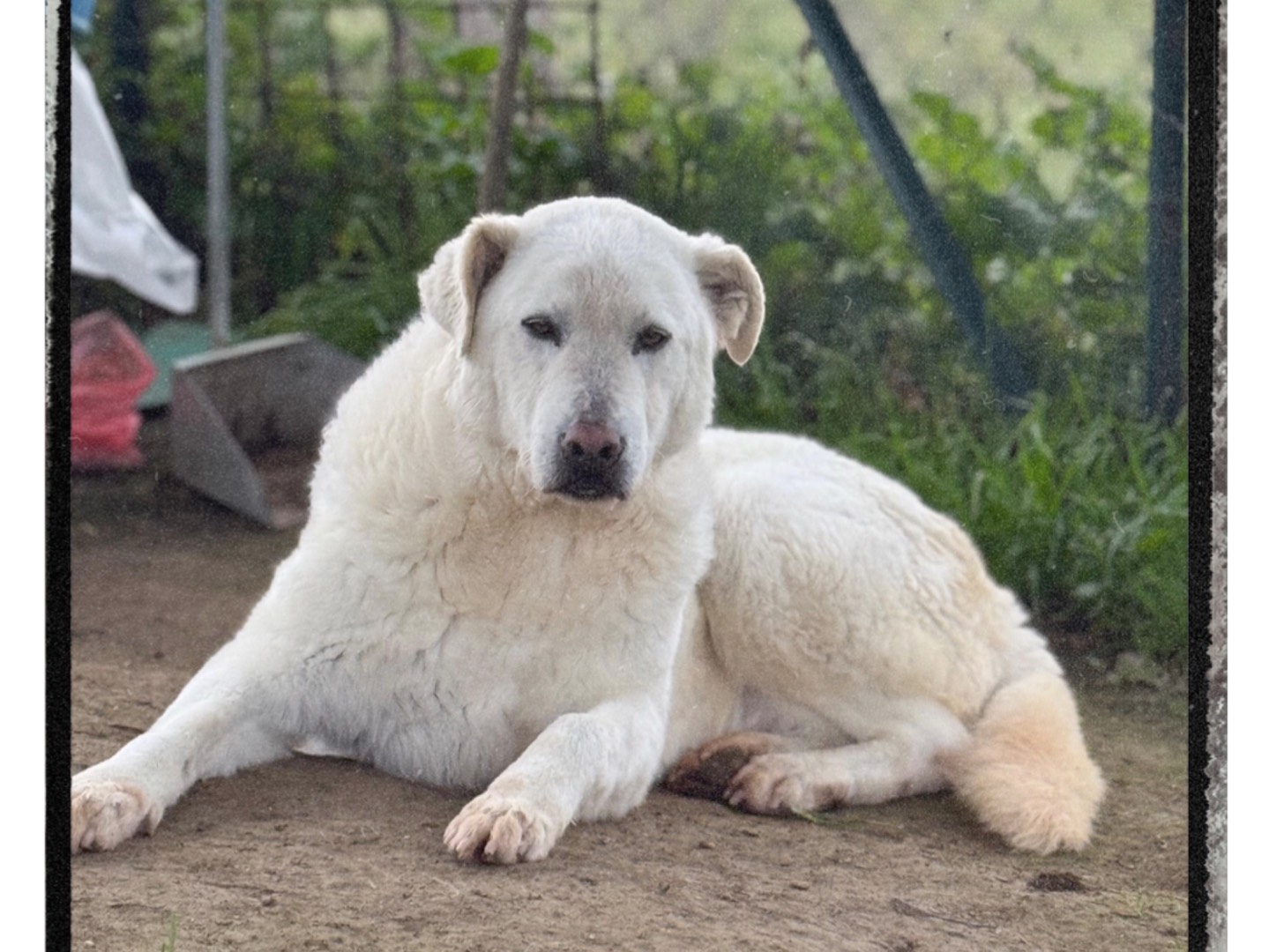 Adozione cane, maschio, Pastore maremmano Razza sconosciuta, 8 anni e 3 mesi, taglia grande, Roma