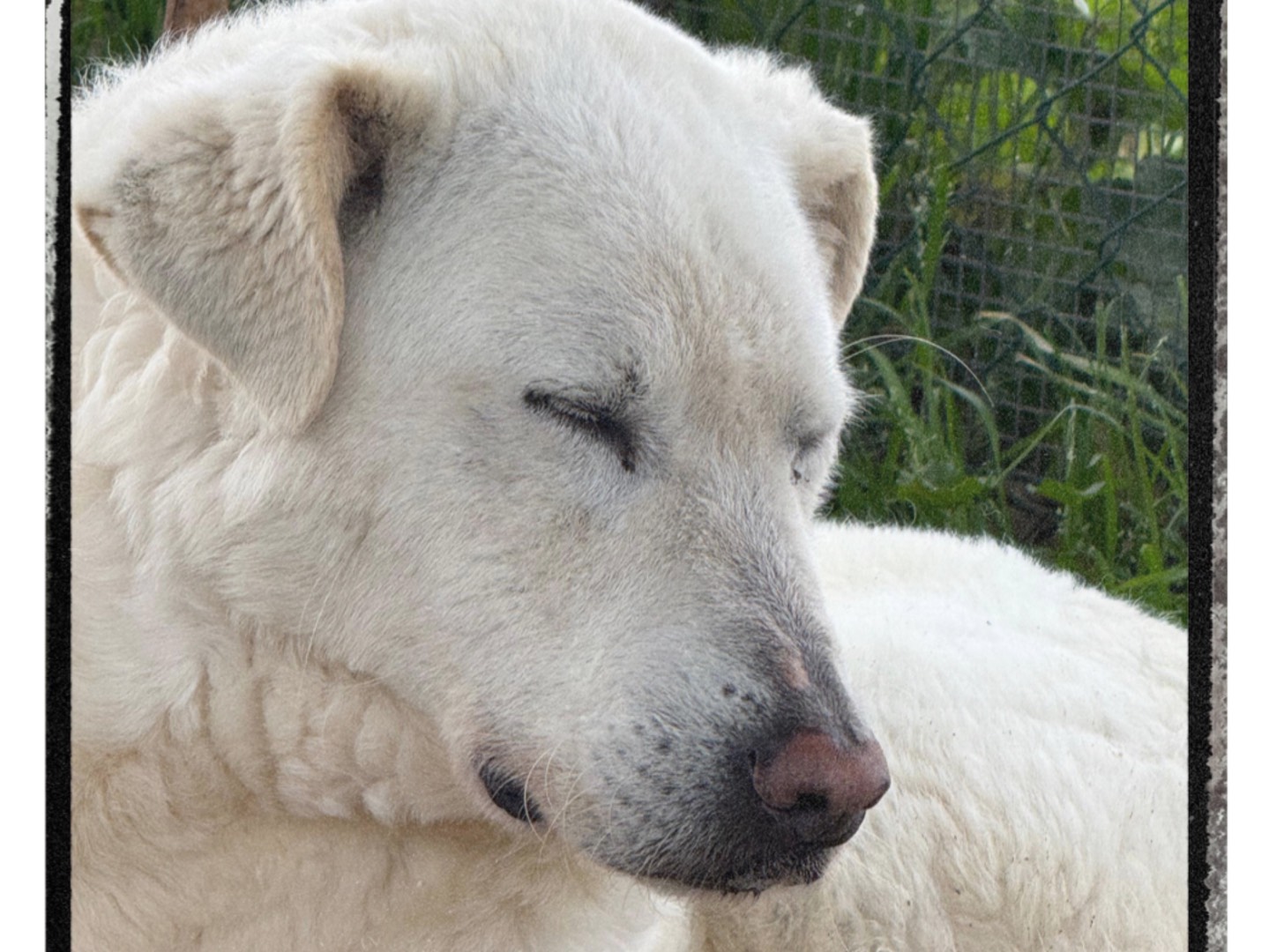 Adotta un cane, maschio, 8 anni e 3 mesi, Roma