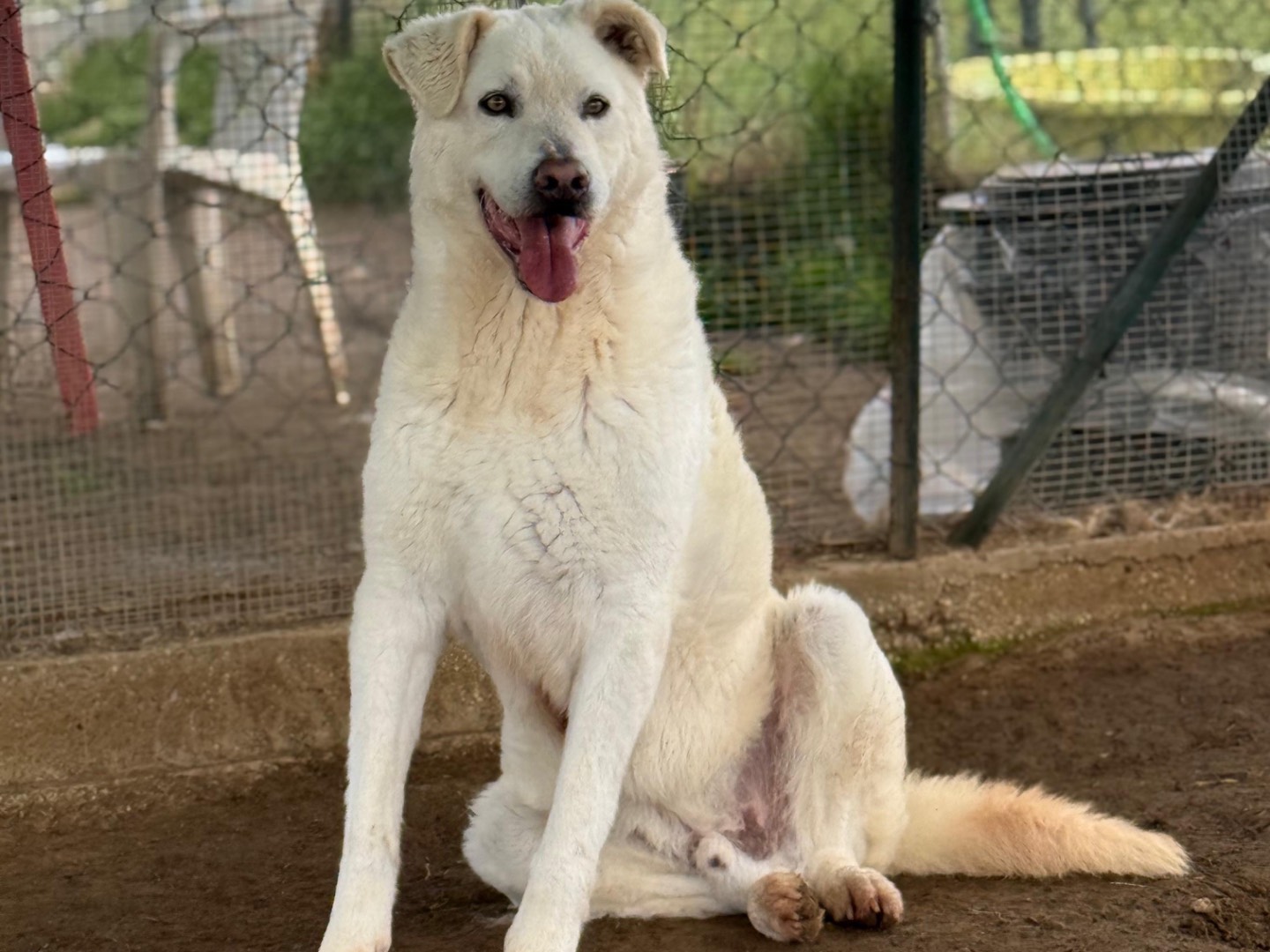 Adotta un cane, taglia grande, maschio, Roma