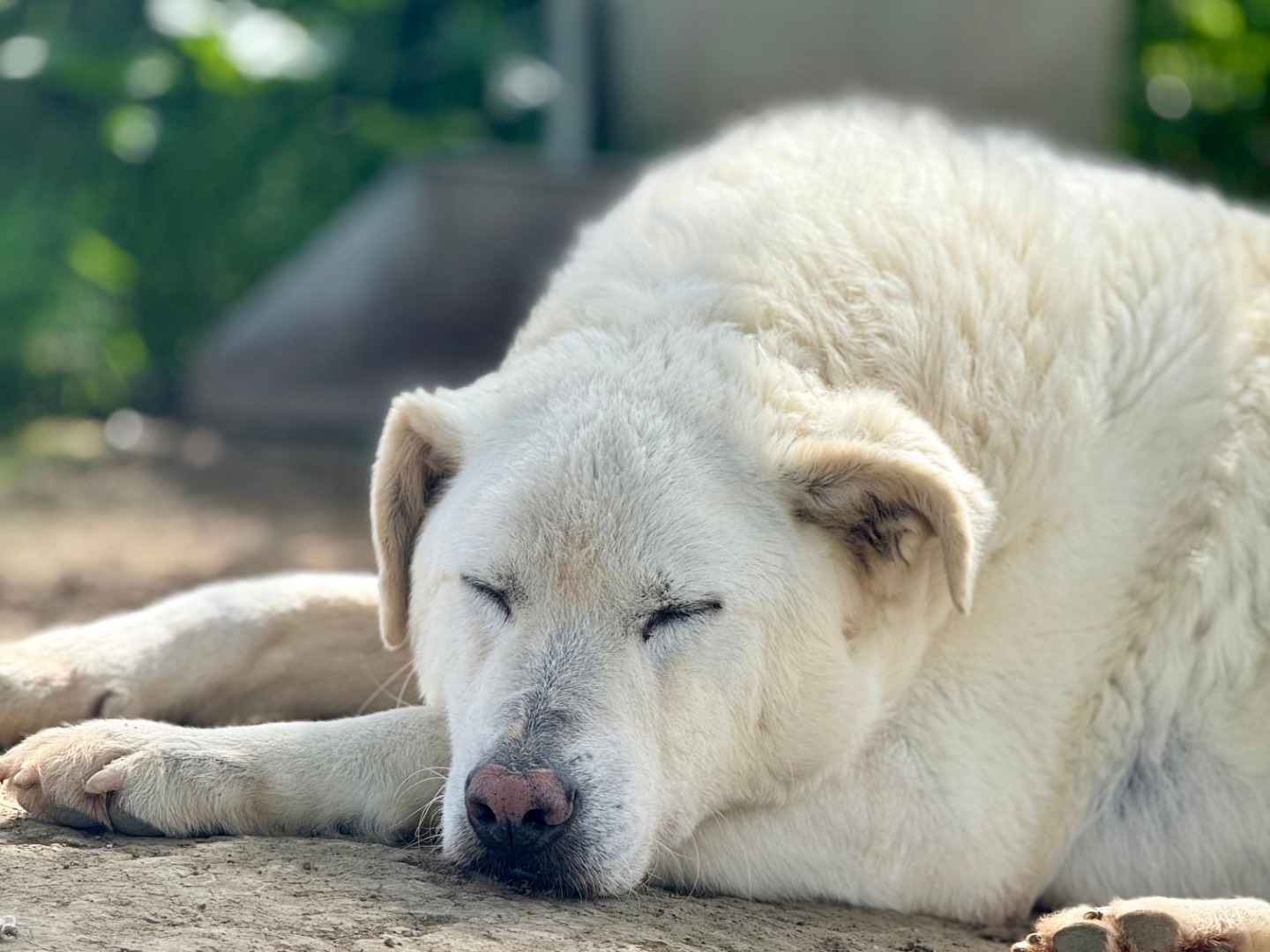 Vuoi adottare un cane a Roma?