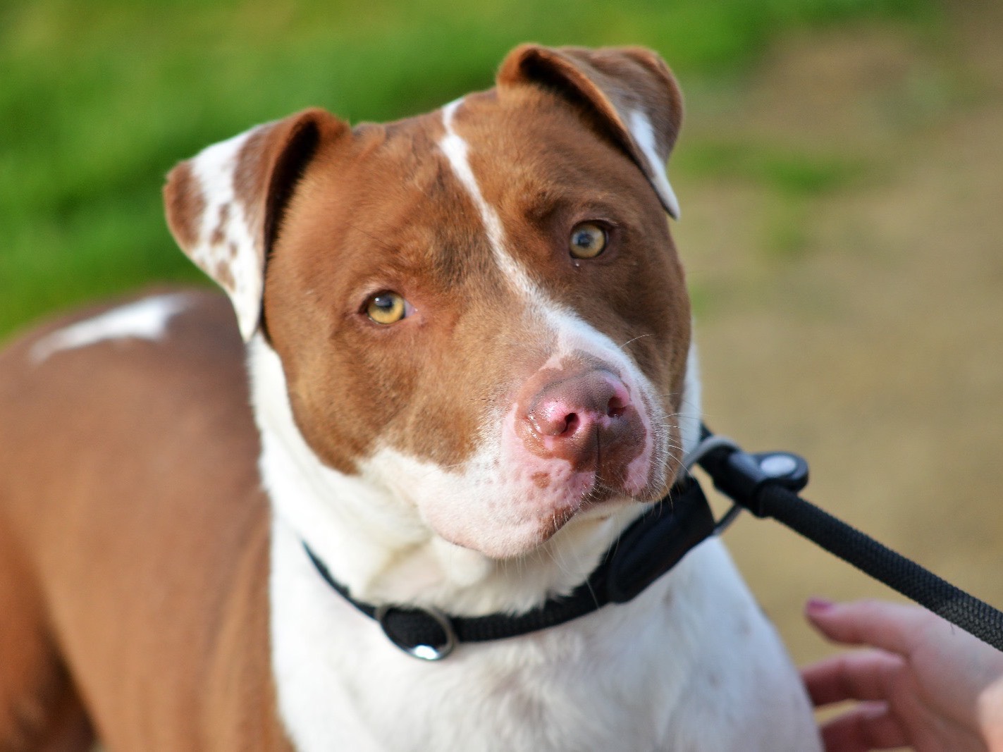 Adozione cane, maschio, Pitbull Razza sconosciuta, 2 anni  e 11 mesi , taglia media, Roma