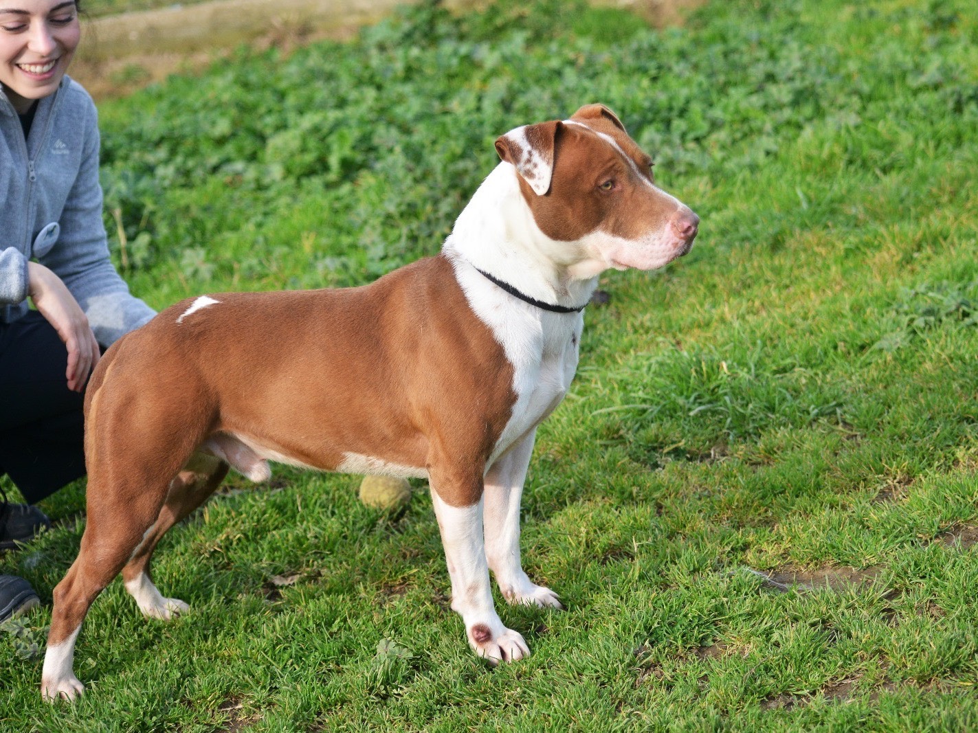 Adotta un cane, maschio, 2 anni  e 11 mesi , Roma