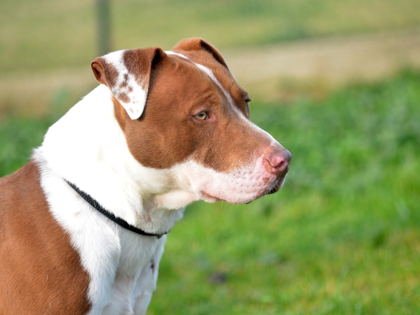 Adotta un cane, taglia media, maschio, Roma