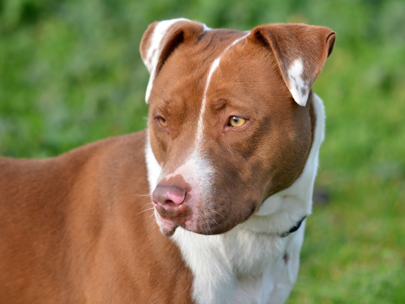 Vuoi adottare un cane a Roma?