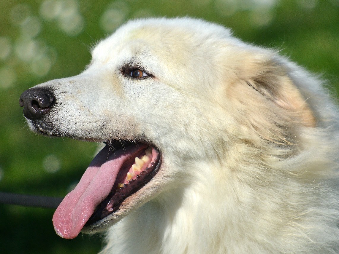 Adotta un cane, maschio, 6 anni  e 5 mesi , Roma
