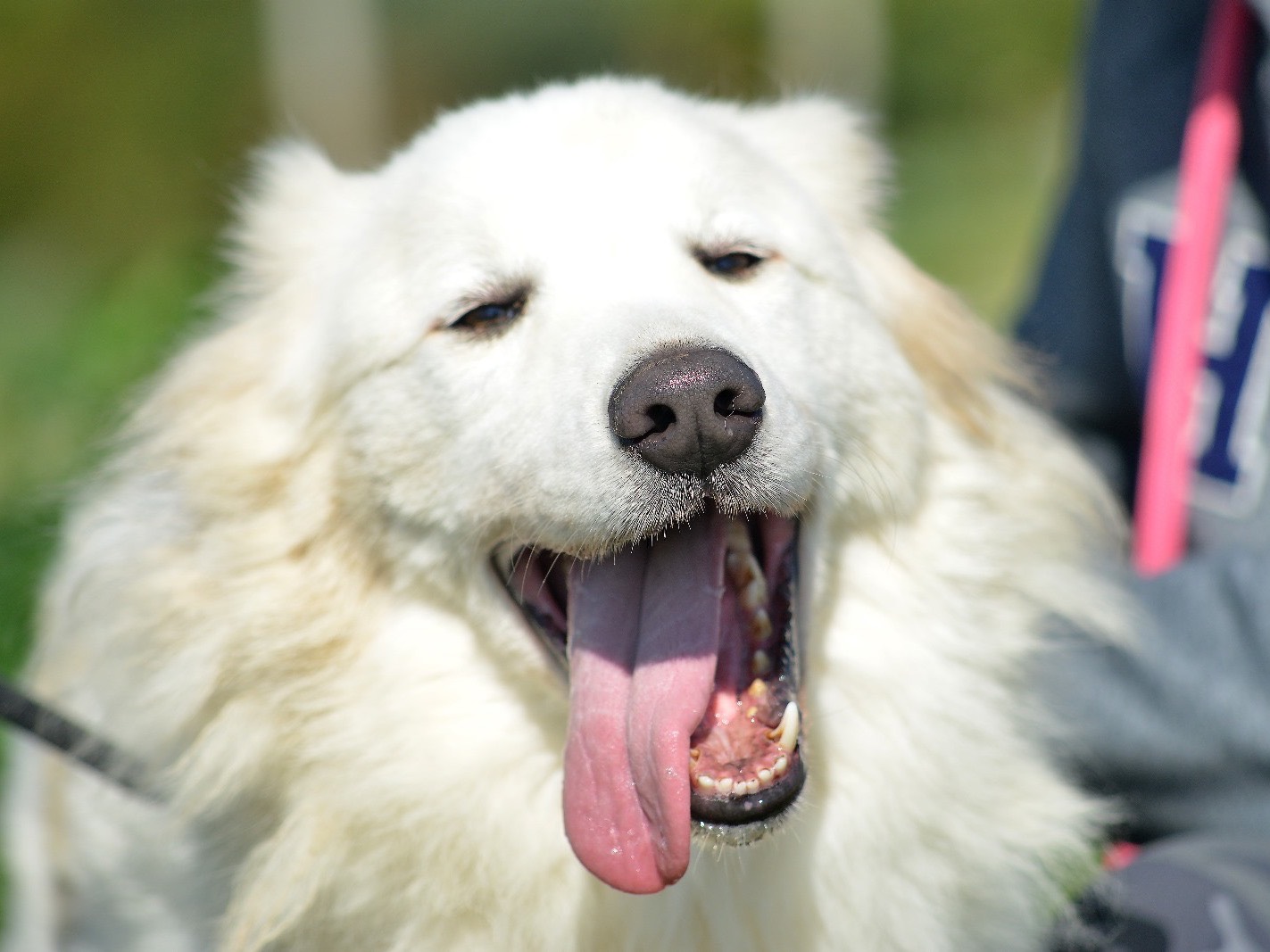 Vuoi adottare un cane a Roma?