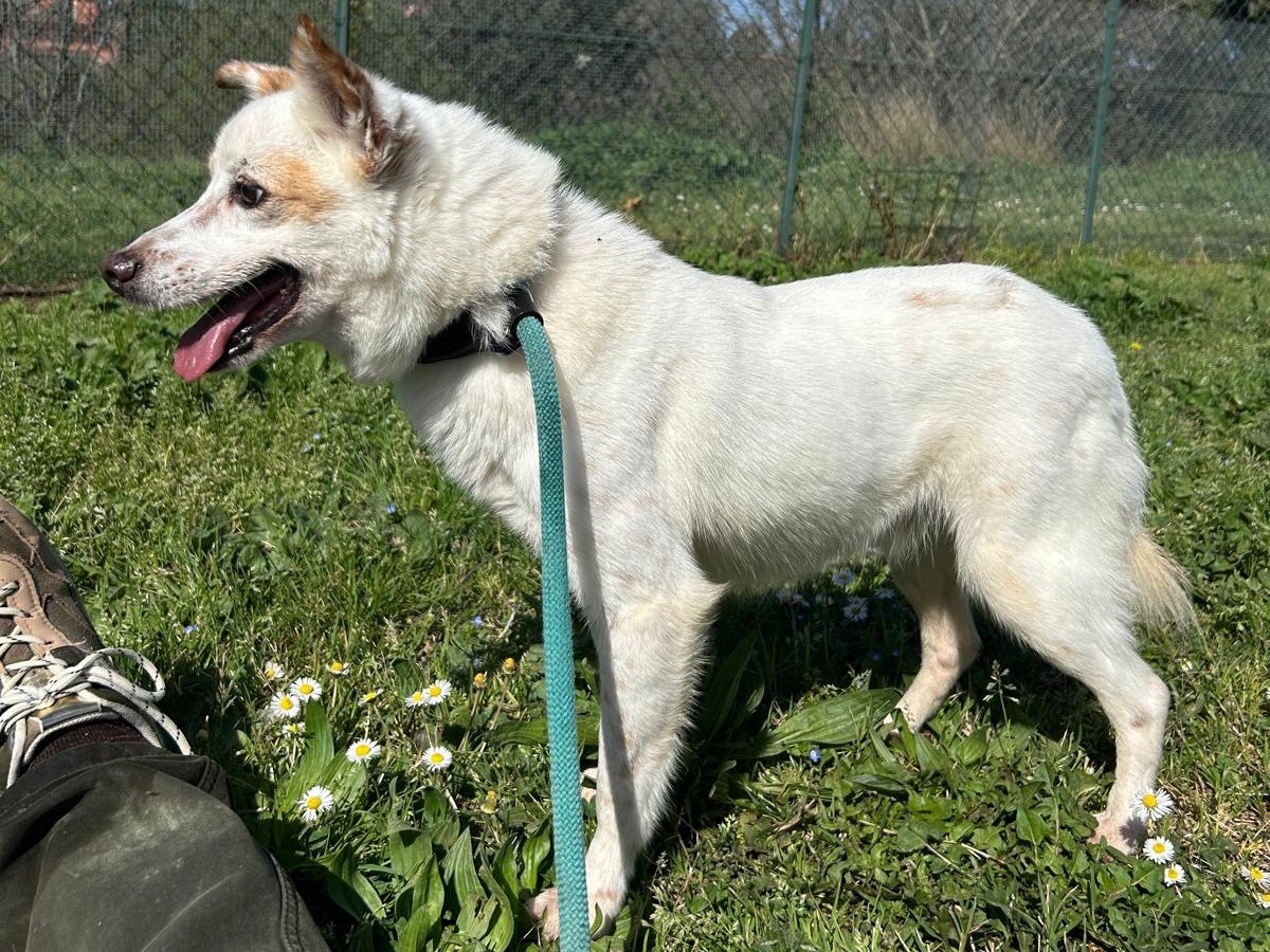 Adotta il cane Basilico a Roma