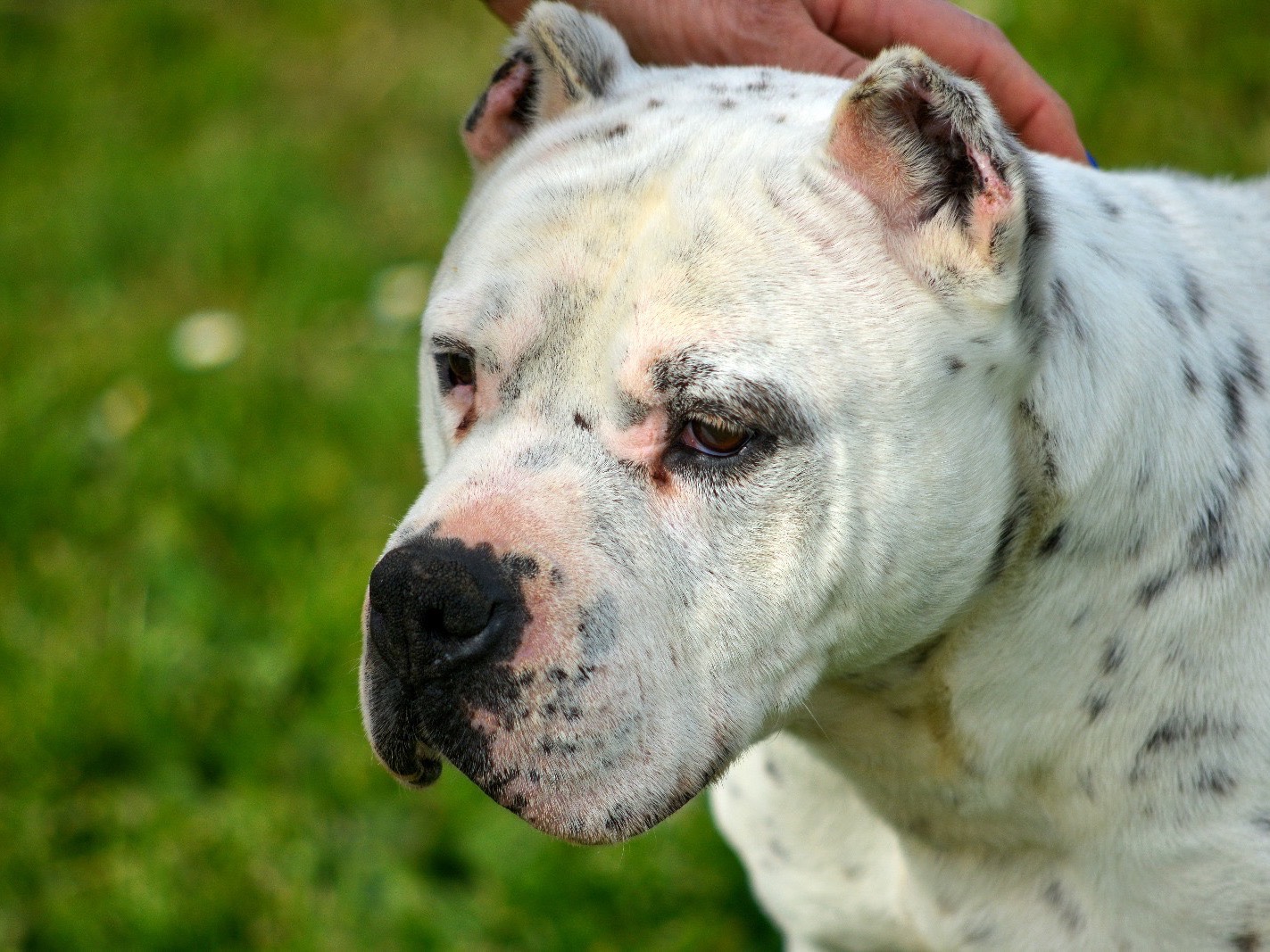 Adozione cane, maschio, Pitbull Razza sconosciuta, 11 anni e 6 mesi, taglia media, Roma