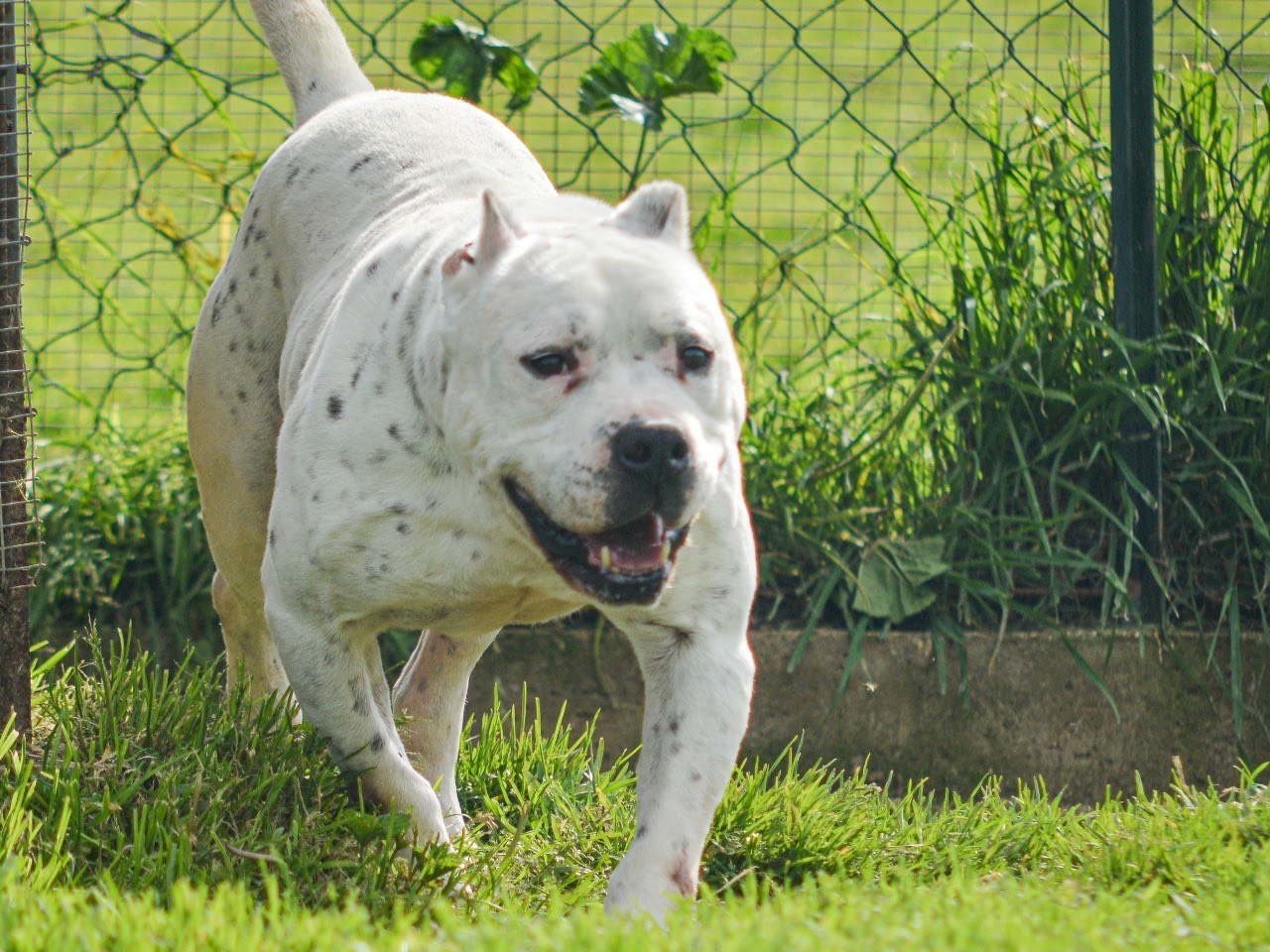 Adotta un cane, maschio, 11 anni e 6 mesi, Roma