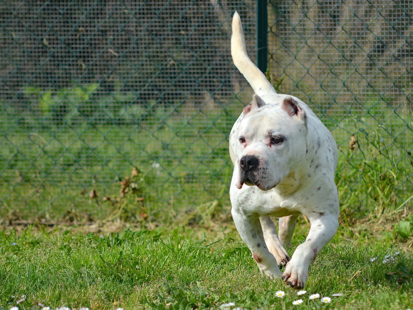 Adotta un cane, taglia media, maschio, Roma