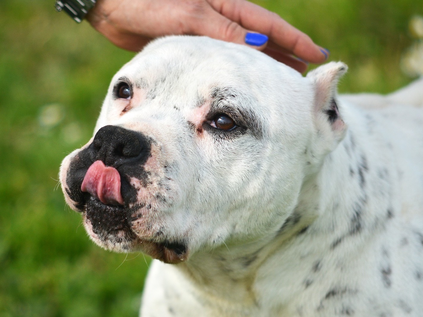 Vuoi adottare un cane a Roma?