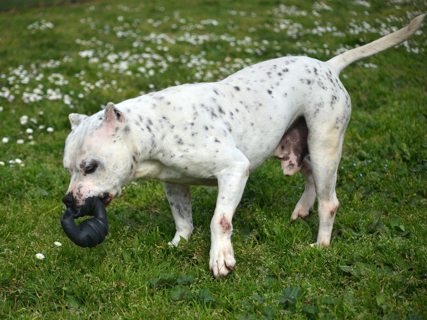 Adotta il cane Sonny a Roma