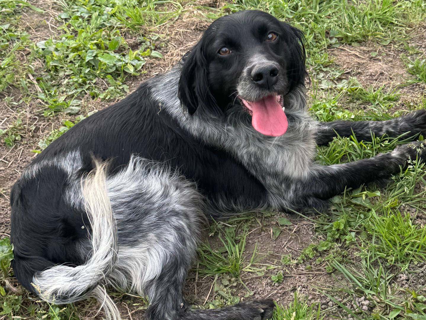 Adotta un cane, maschio, 3 anni  e 10 mesi , Napoli