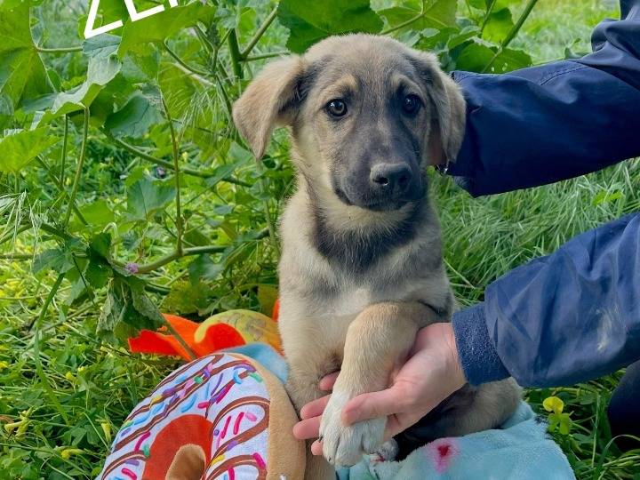 Foto dell'animale
