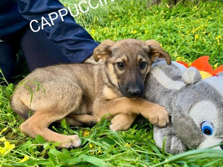 Foto dell'animale