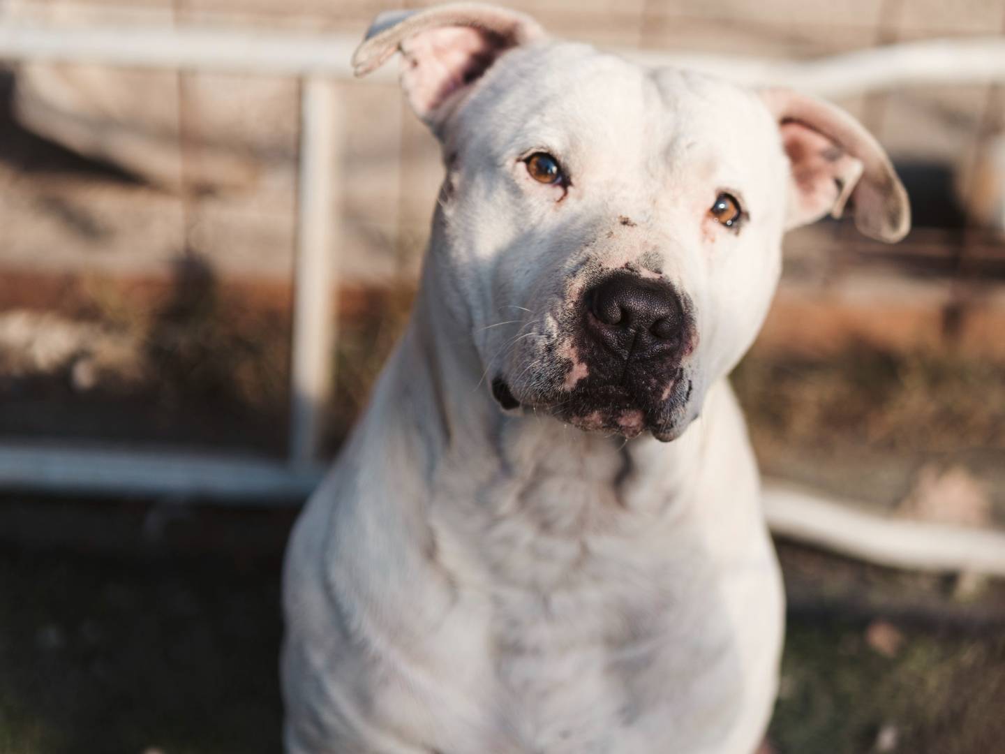 Adozione cane, maschio, Pitbull, 6 anni  e 5 mesi , taglia media, Firenze