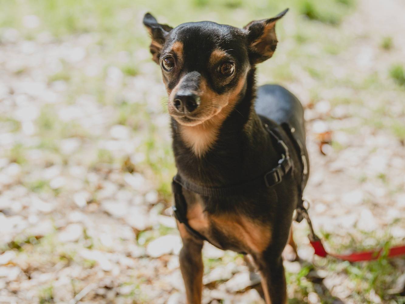 Adotta un cane, femmina, 4 anni  e 3 mesi , Firenze