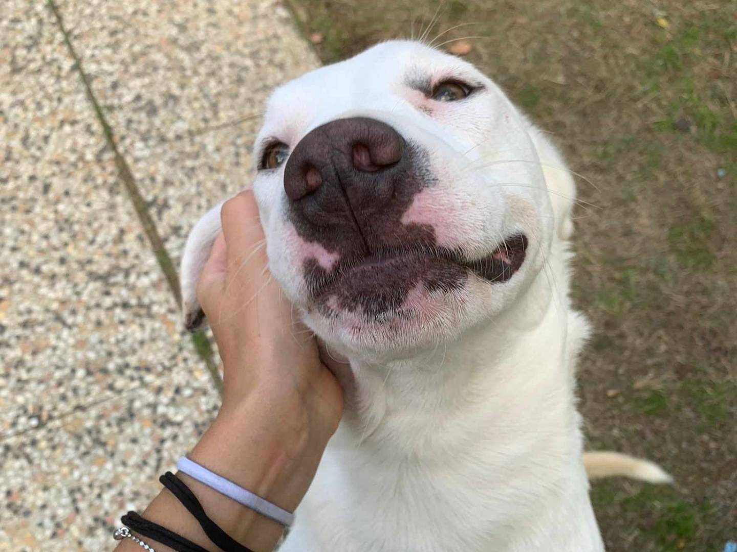 Adotta il cane HARRIET LOUISE a Firenze
