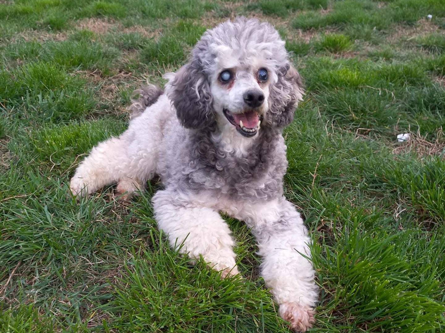 Vuoi adottare un cane a Firenze?