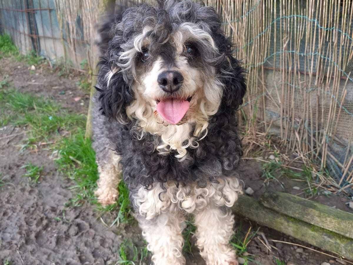 Adotta il cane FRAGOLA CILIEGIA a Firenze