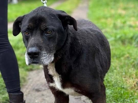 Adozione cane, maschio, Razza sconosciuta Razza sconosciuta, 8 anni  e 2 mesi , taglia media, Latina