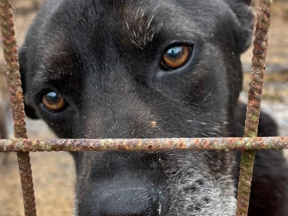 Adotta un cane, maschio, 8 anni  e 2 mesi , Latina