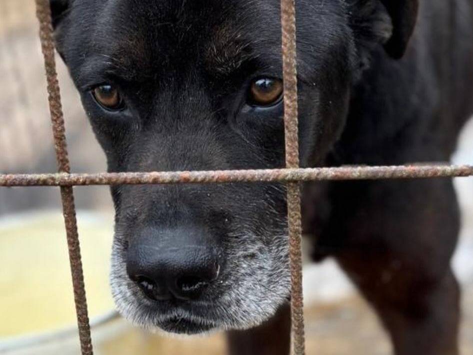 Vuoi adottare un cane a Latina?