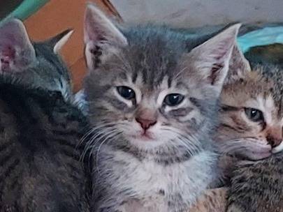 Foto dell'animale