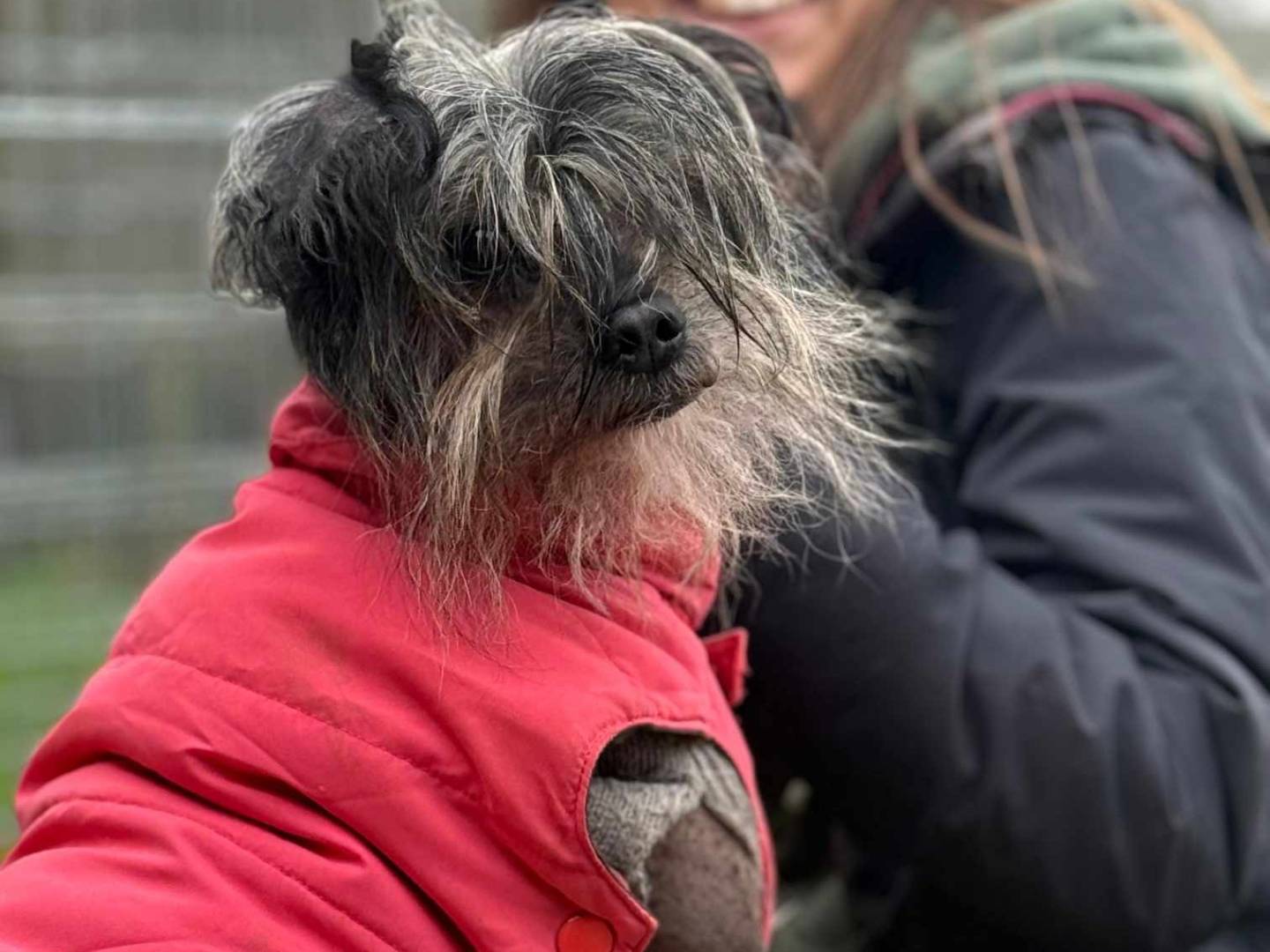 Adotta un cane, maschio, 4 anni  e 10 mesi , Firenze