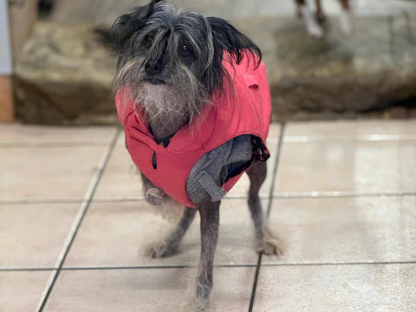 Adotta un cane, taglia piccola, maschio, Firenze