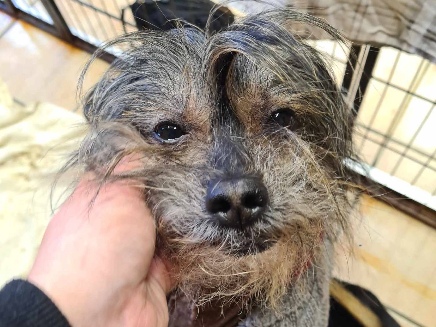Vuoi adottare un cane a Firenze?