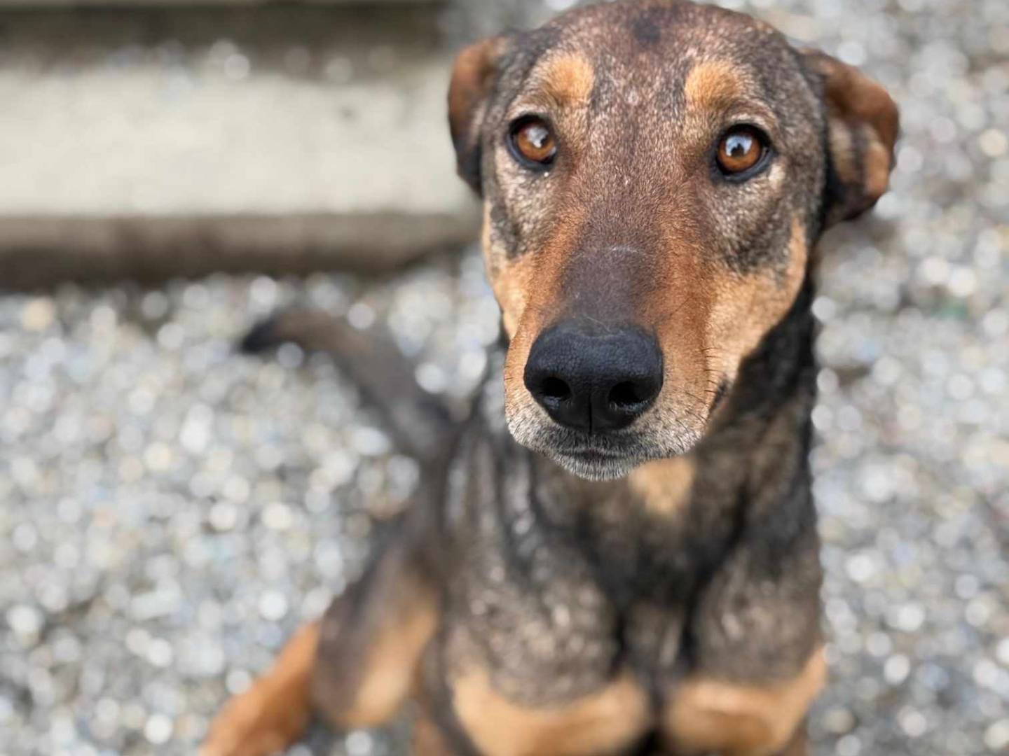 Adotta un cane, taglia grande, maschio, Firenze