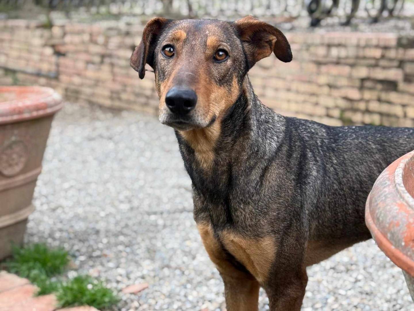Adozione cane, maschio, Dobermann Cane lupo Cecoslovacco, 2 anni  e 11 mesi , taglia grande, Firenze