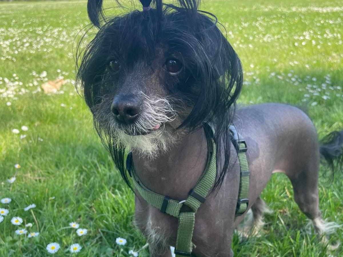 Adozione cane, femmina, Razza sconosciuta Razza sconosciuta, 3 anni  e 1 mese, taglia piccola, Firenze