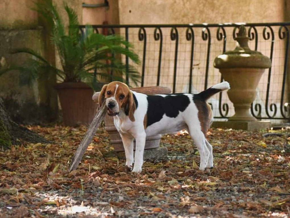 Vuoi adottare un cane a Firenze?