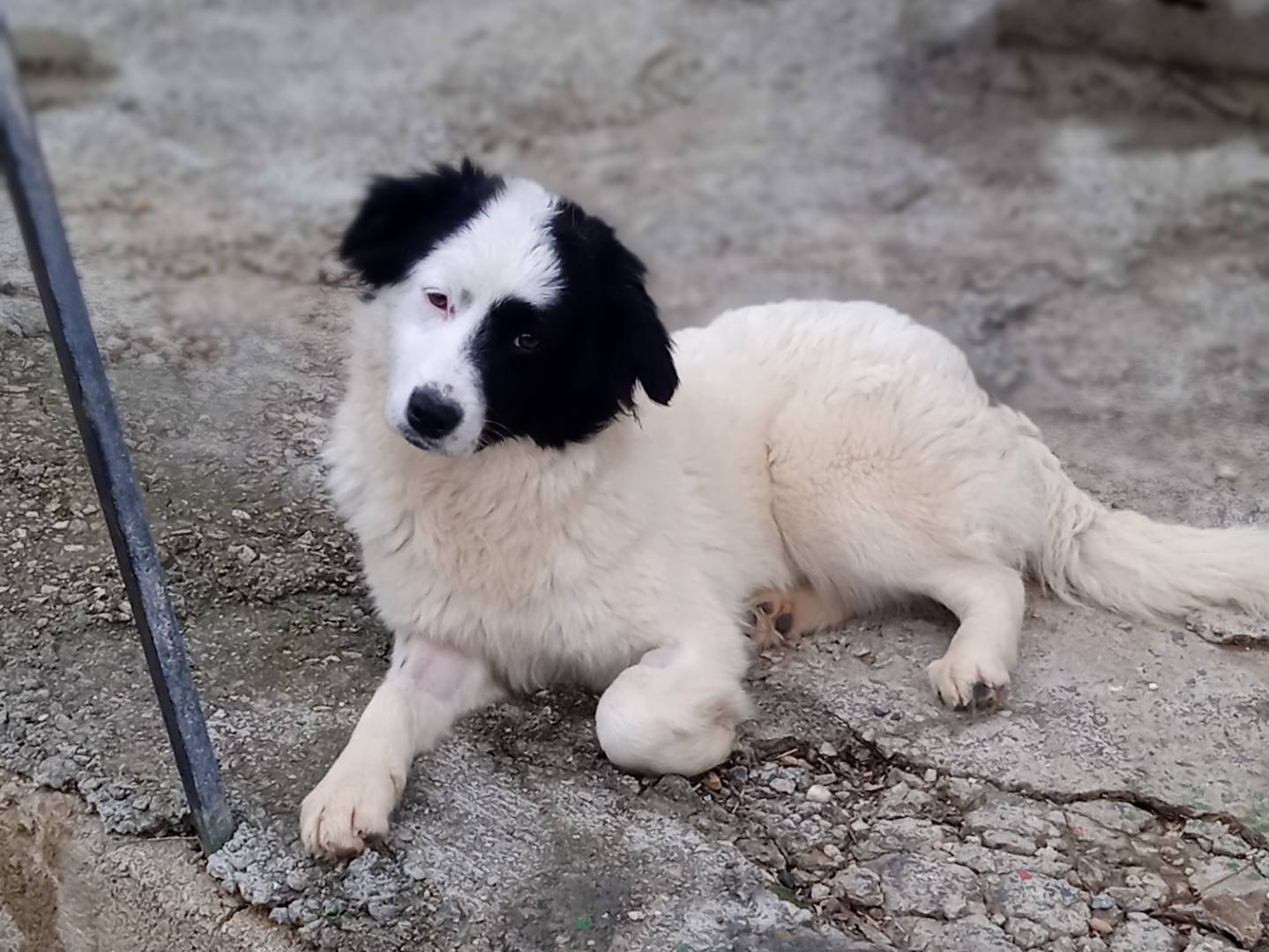 Adotta un cane, femmina, 1 anno, Chieti