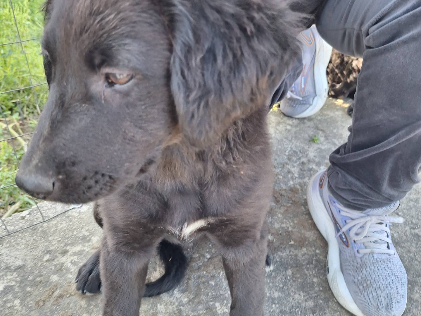 Adotta un cane, maschio, 3 mesi, Napoli