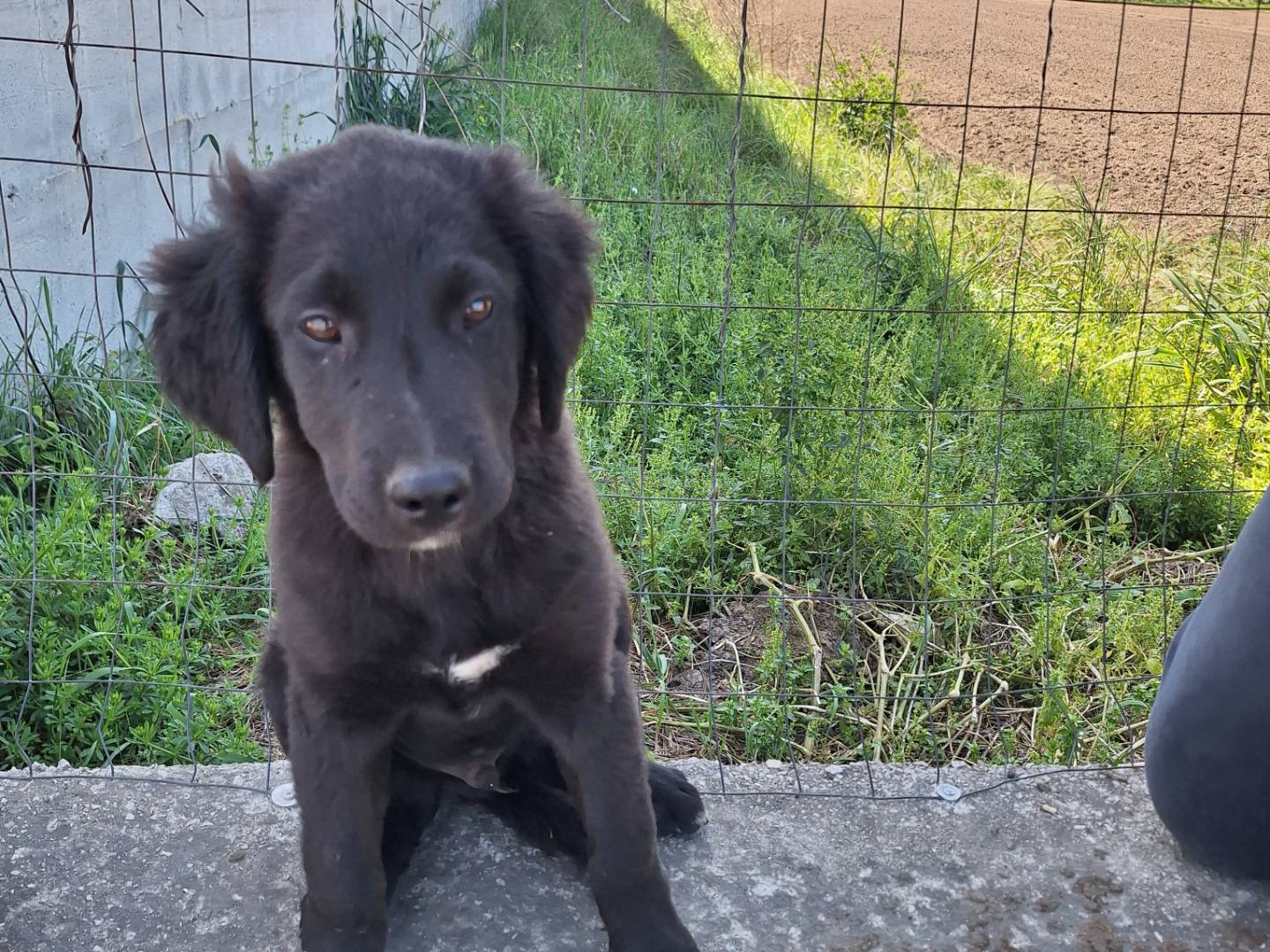 Adotta un cane, taglia grande, maschio, Napoli