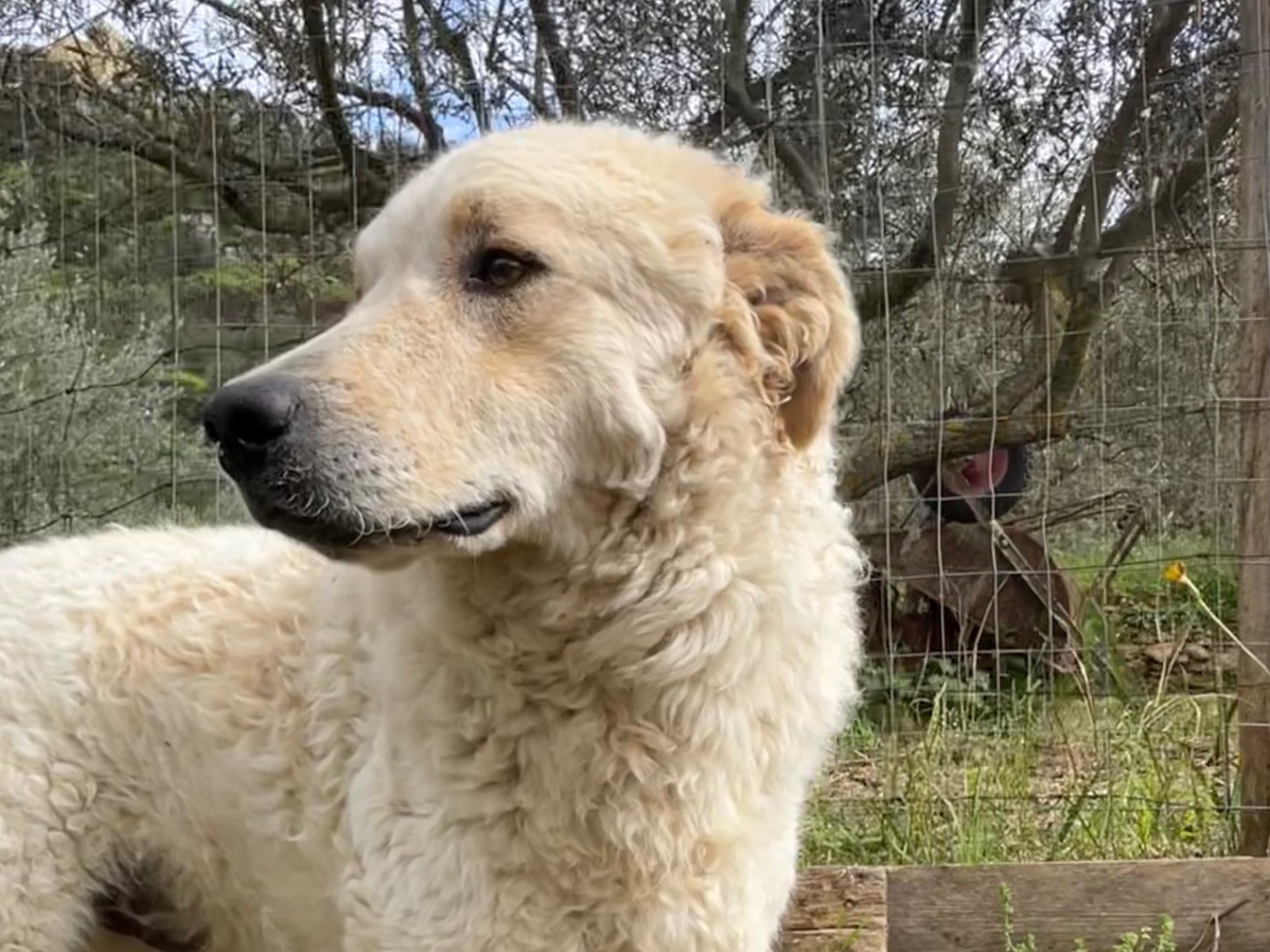Adotta un cane, taglia grande, maschio, Milano