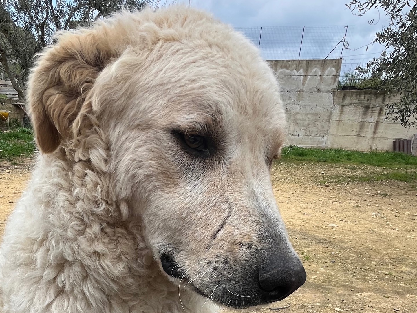Vuoi adottare un cane a Milano?