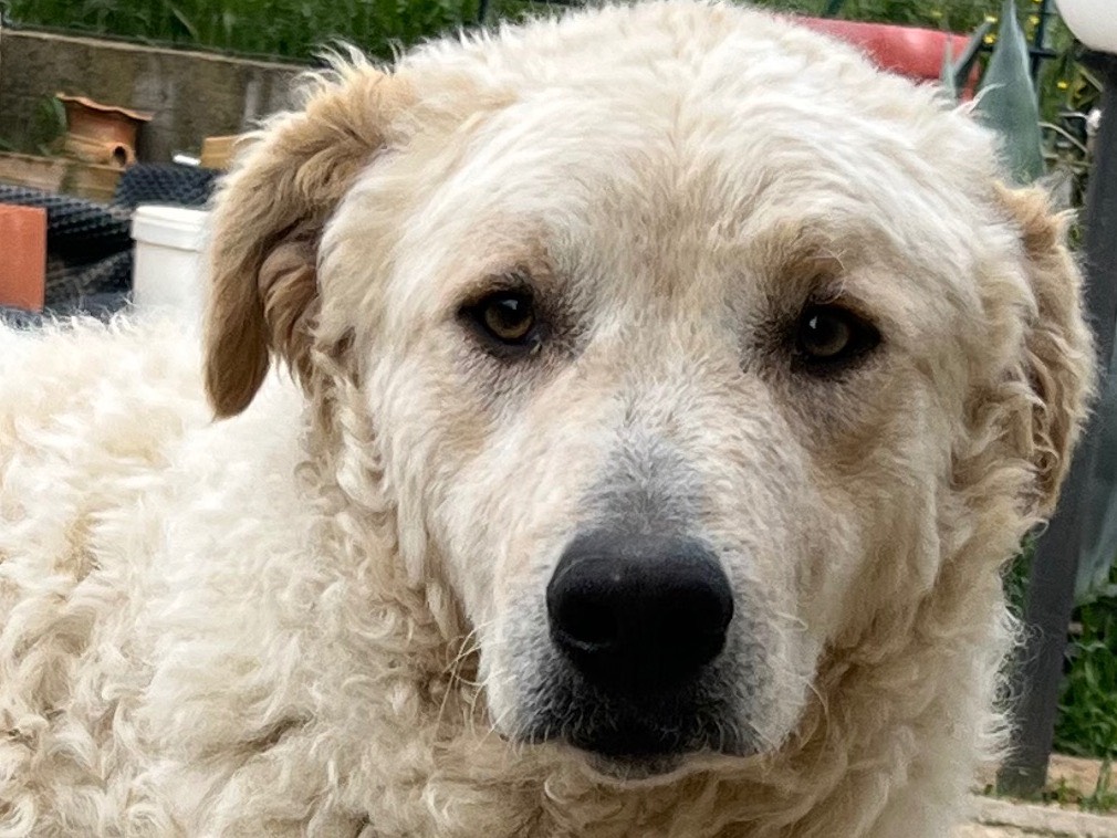 Adotta il cane Paride a Milano