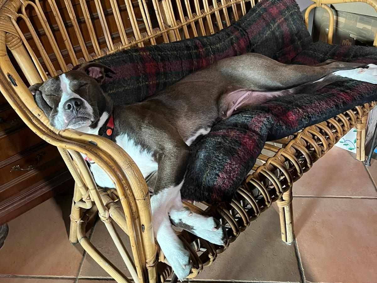 Adotta un cane, femmina, 1 anno, Firenze