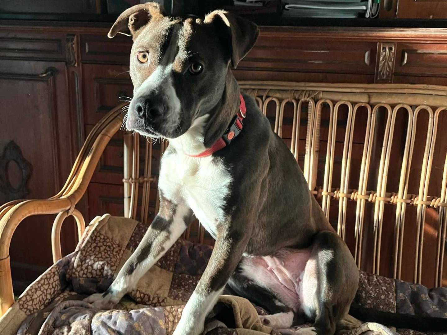 Adotta un cane, taglia media, femmina, Firenze